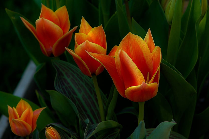 Reizende orange Tulpen, Zusammenfassung, Grafik, orange Tulpen, Tulpen, Orange HD-Hintergrundbild