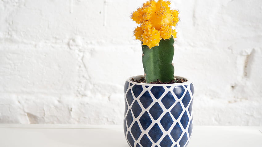 Come prendersi cura e coltivare il cactus palla rubino (cactus lunare), cactus giallo Sfondo HD