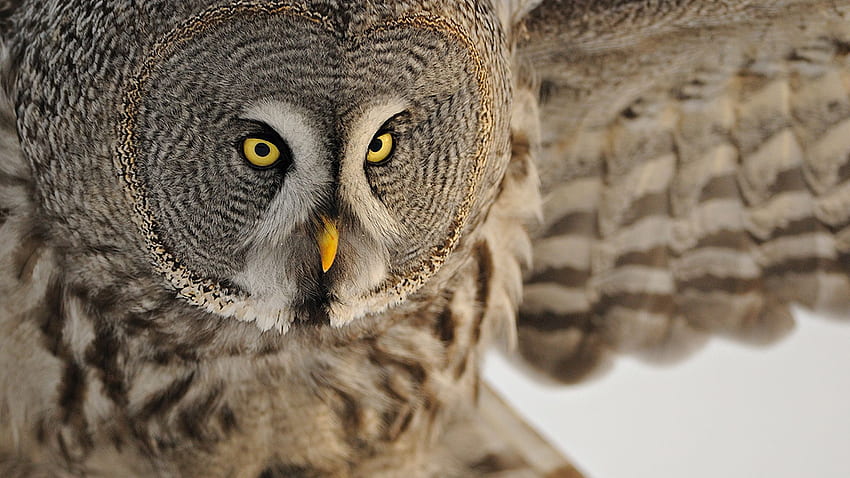 Angry Owl Asking Questions. Animals and Birds for Mobile and HD wallpaper