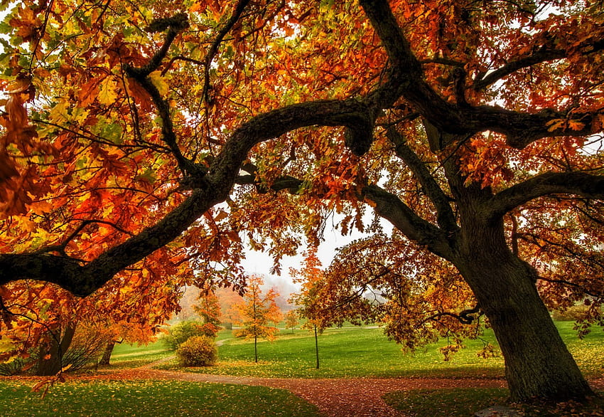 秋、カラフル、パス、秋、色、散歩、公園、葉、秋の素晴らしさ、木々、道、自然、森 高画質の壁紙