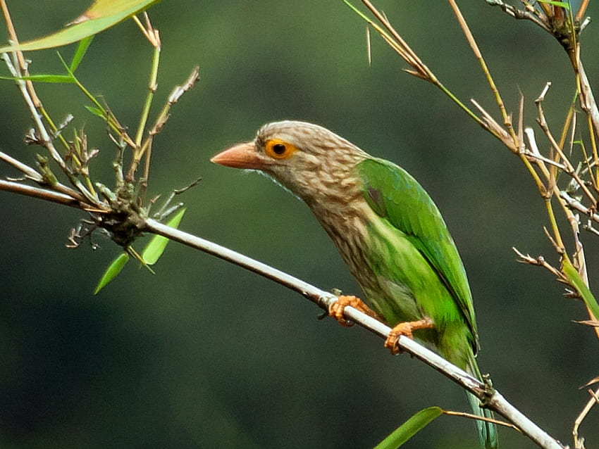 Green Bird, beautiful, bird, , green HD wallpaper | Pxfuel