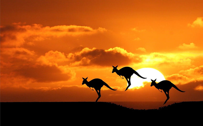 Amazing Pic of Australian National Animal Kangaroo During HD wallpaper |  Pxfuel