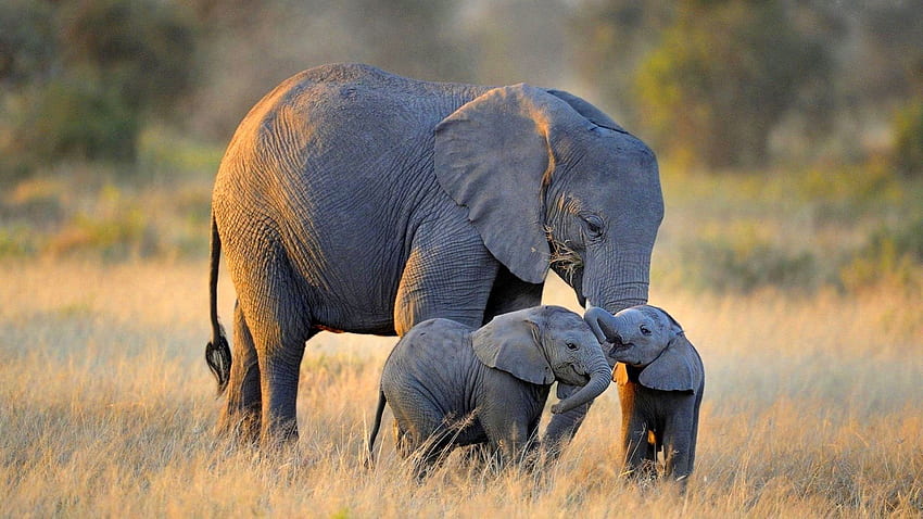 ความละเอียดสูงช้างน่ารัก ลูกช้างน่ารัก ช้าง ลูกช้าง ลูกช้าง วอลล์เปเปอร์ HD