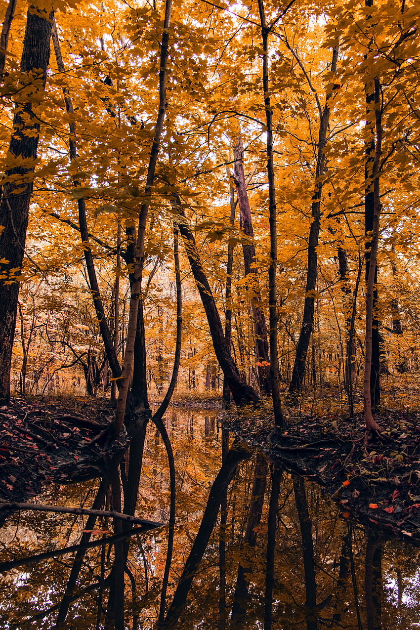 Landscape, Nature, Rivers, Trees, Autumn, Forest HD phone wallpaper