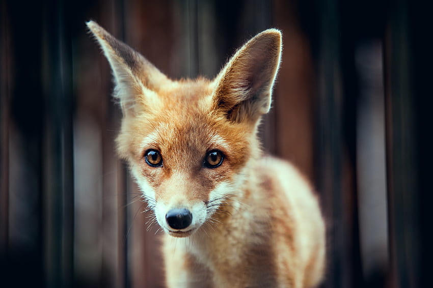 Fox, animal, cub, eyes, vulpe, cute HD wallpaper