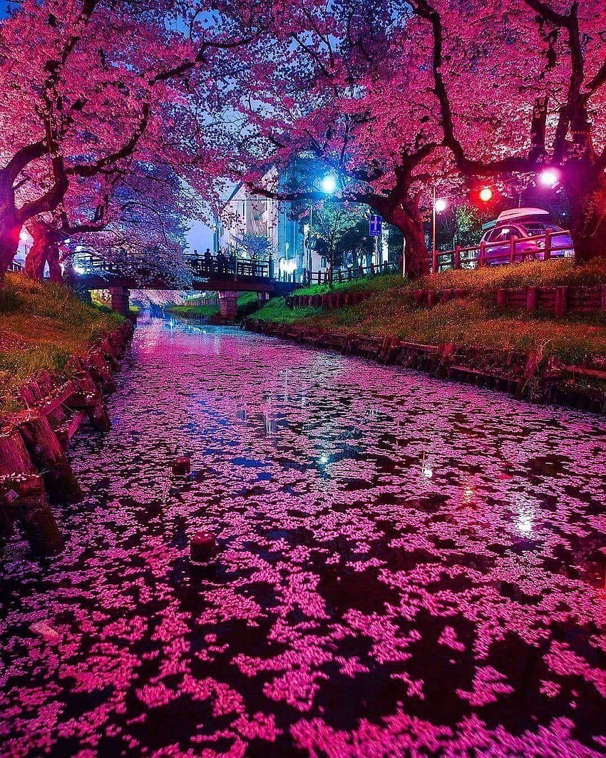 Cherry Blossom, Night Cherry Blossom HD тапет за телефон