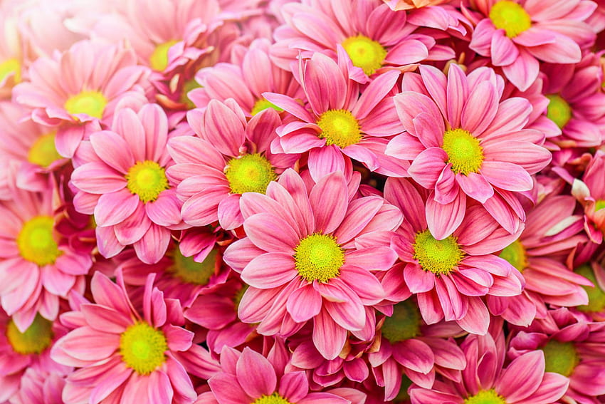 Nowa karta My Daisy Flowers, różowy kwiat stokrotki Tapeta HD