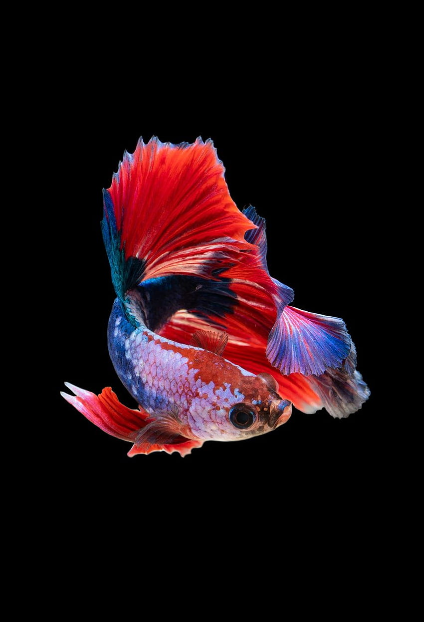 червена и сребриста риба гупи – Животно HD тапет за телефон