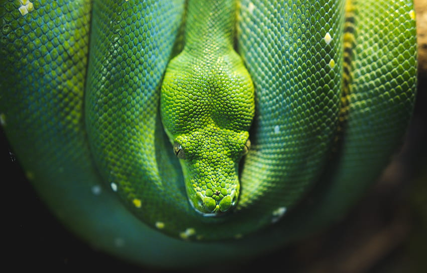 Animales, Vida Silvestre, Reptil, Serpiente fondo de pantalla