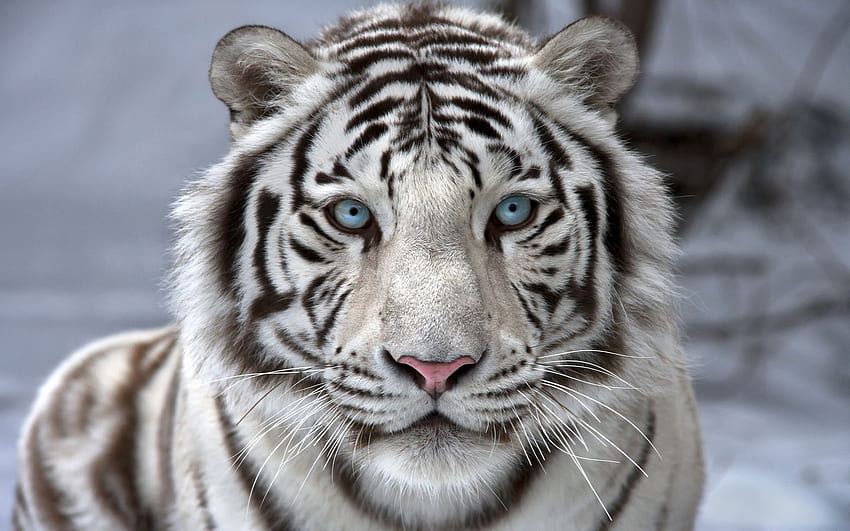 Beautiful White Tiger ​ High Quality And Transparent PNG Clipart, Cool White Siberian Tiger HD wallpaper