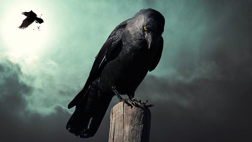 The Crow, gotycki, ptaki, upadek, morderstwo, ciemny, motyw Firefoksa, kruk, wrona, jesień, Halloween Tapeta HD