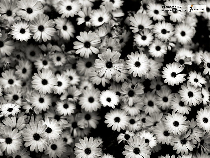 ネイチャー フラワーズ Black And White Flowers - Black And White Daisy - - 高画質の壁紙