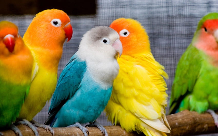 Animali, uccelli, pappagalli, sedersi, multicolore, ramo Sfondo HD