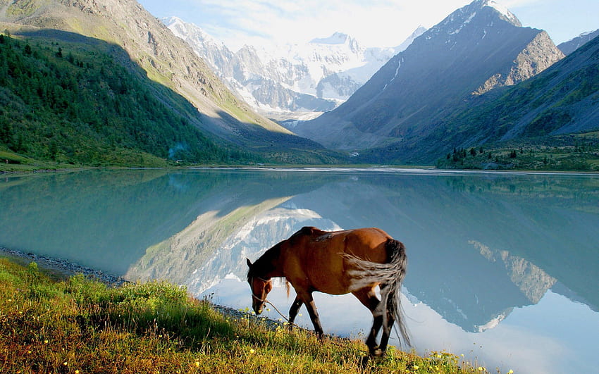 Zwierzęta, trawa, góry, jezioro, spacer, widok, koń Tapeta HD