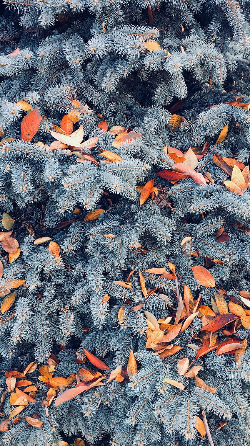 Nature pine, branches, leaves HD phone wallpaper