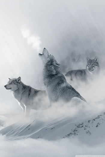 Howling Wolf Wallpaper HD Minimalist 4K Wallpapers Images and Background   Wallpapers Den