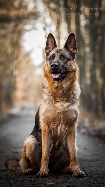Dog German Shepherd, black german shepherd HD wallpaper | Pxfuel