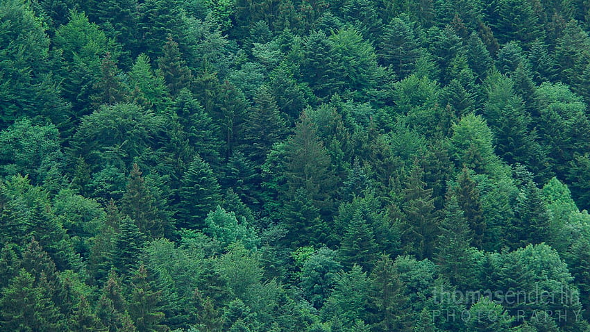 Kwiecień 2014 – „Świt w wiecznie zielonym lesie” – Graubünden, Szwajcaria – Wykres Thomasa Enderlina – Wykres Thomasa Enderlina Tapeta HD
