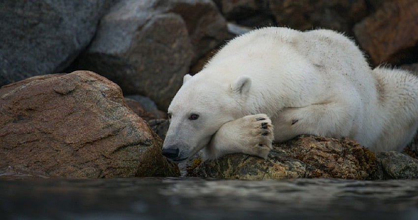 Król odpoczywa, odpoczynek, niedźwiedź polarny, svalbard, roger brendhagen, skały, ocean Tapeta HD