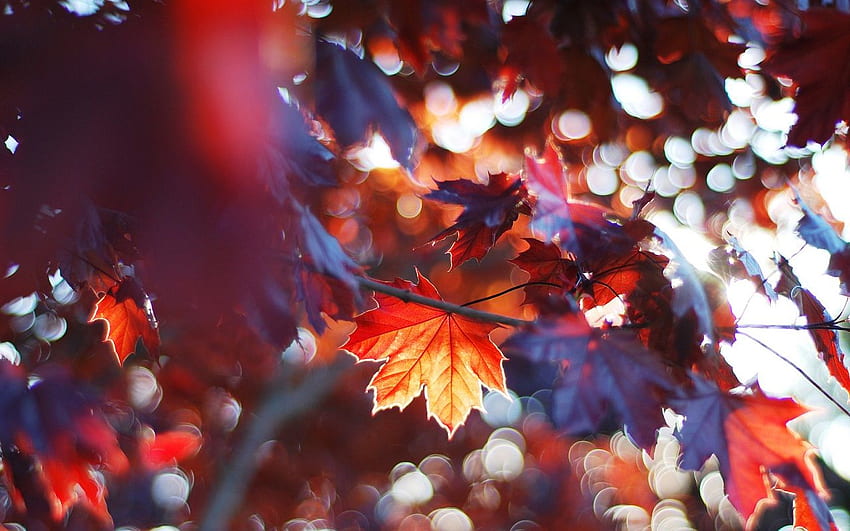 Autumn, Red Autumn HD wallpaper | Pxfuel