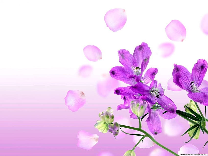 Blütenblätter, Blumen, schwebend HD-Hintergrundbild