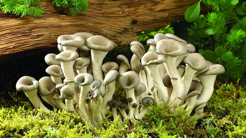 Fungus HD wallpaper