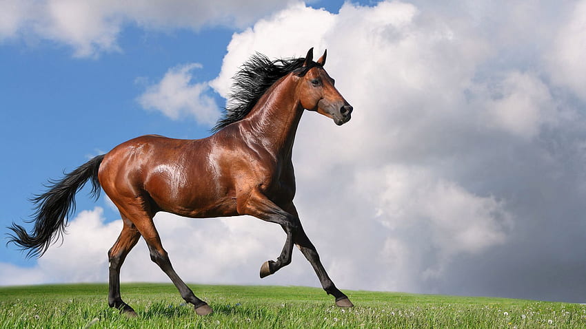 horse, grass, jogging, nature full HD wallpaper