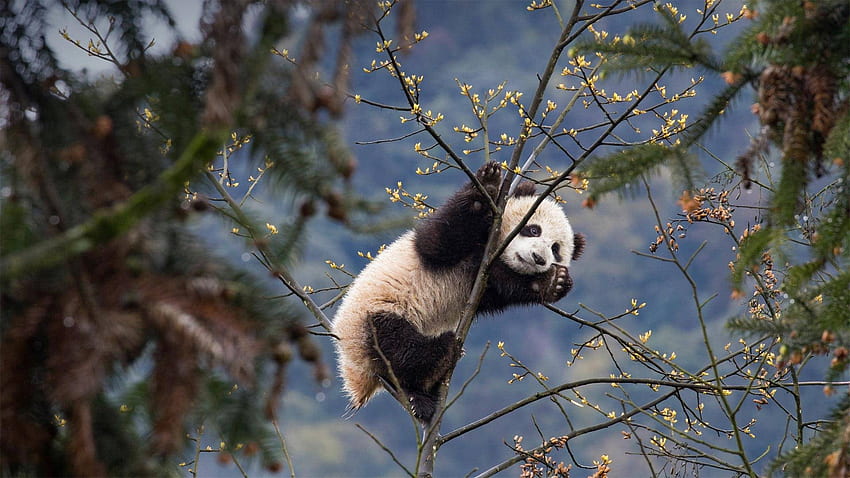 Panda, animal, lazy, bear HD wallpaper