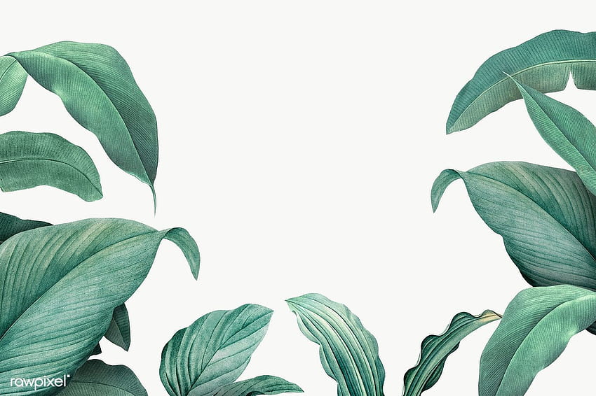 Hand drawn tropical leaves on a white background transparent png HD wallpaper