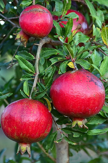 Pomegranate tree HD wallpapers | Pxfuel