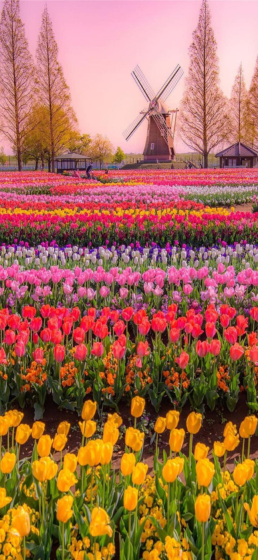 Tulip Fields of Netherlands iPhone 11 HD phone wallpaper