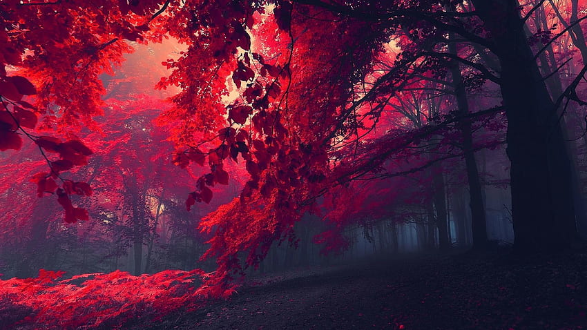 Red Nature HD wallpaper | Pxfuel