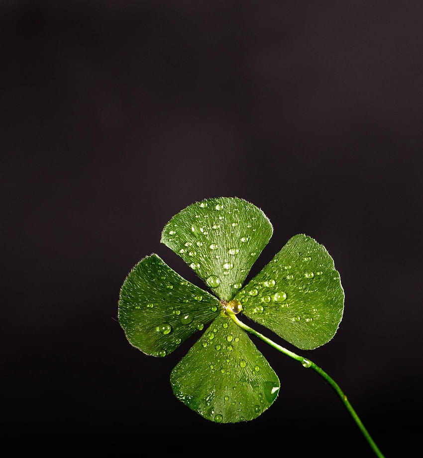 Shallow Focus graphy Of Four Leaf Clover · Stock, Lucky Clover HD phone wallpaper