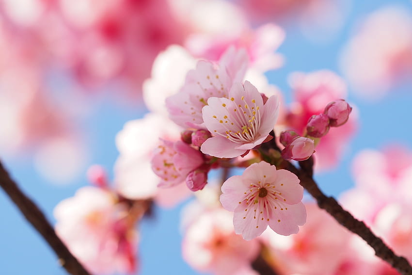 Черешови цветя, цвят, пролет, близък план HD тапет