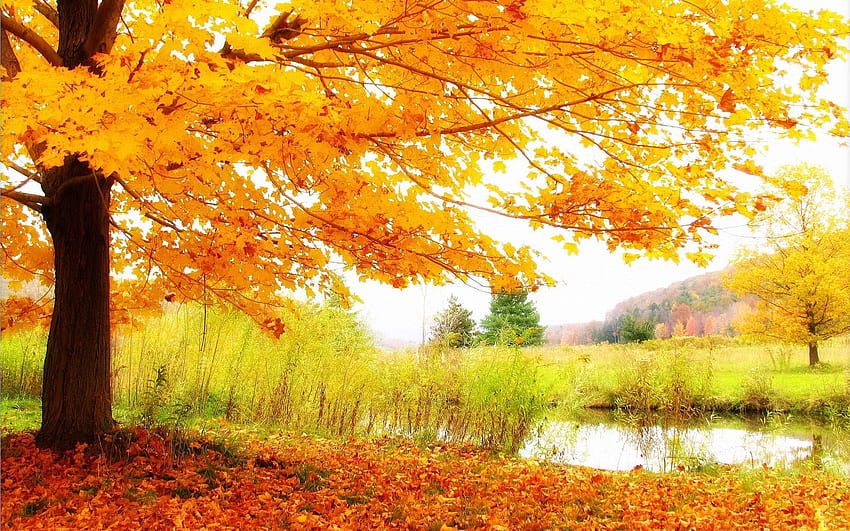 Gorgeous Trees Beaver Pond October Sky Relaxing Pretty Nature Leaves ...