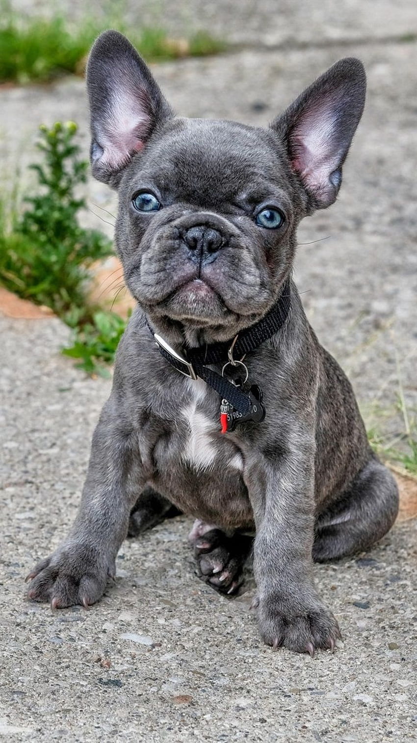 French Bulldog, Cute Gray Puppy IPhone 8 7 6 6S HD phone wallpaper