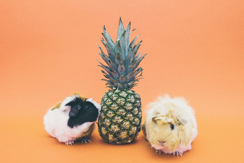 Animals, Guinea Pig, Rodent, Pineapple HD wallpaper