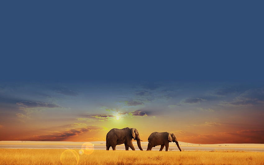 Hewan latar belakang matahari terbenam stepa gajah. Satwa . Kualitas tinggi . Gajah, Hewan, latar belakang Gajah Wallpaper HD