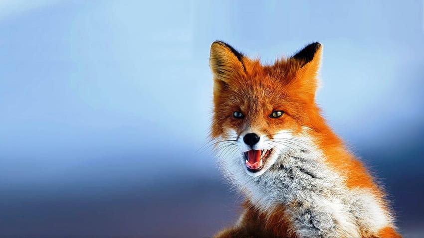 Annie Falconer on Fabulouse Foxes and Wonderfull Wolves. Pet fox, Animals beautiful, Wild animal , Black and Red Fox HD wallpaper