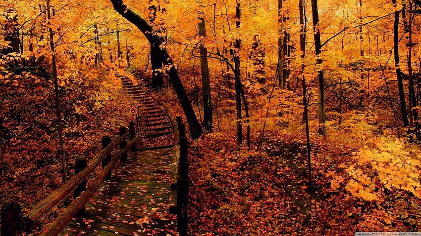 黄色い森、シーン、秋、風景、葉、秋、自然、葉、森 高画質の壁紙