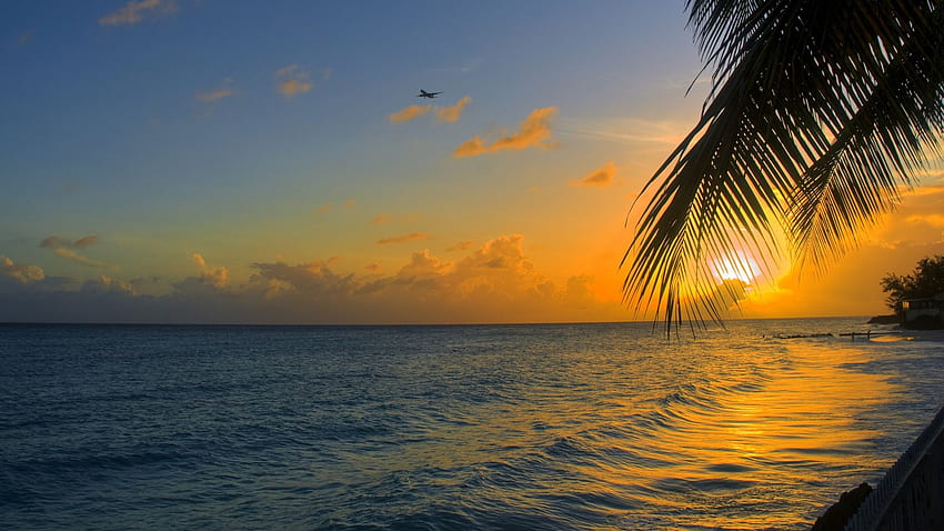ocean, sunset, palm, beach, barbados HD wallpaper
