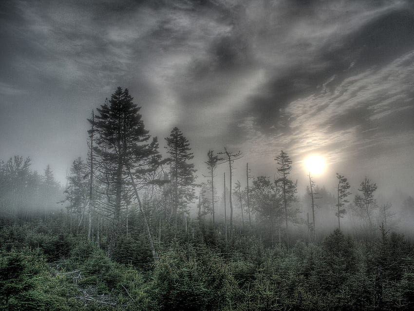 森と霧、霧、光、木、森、自然 高画質の壁紙