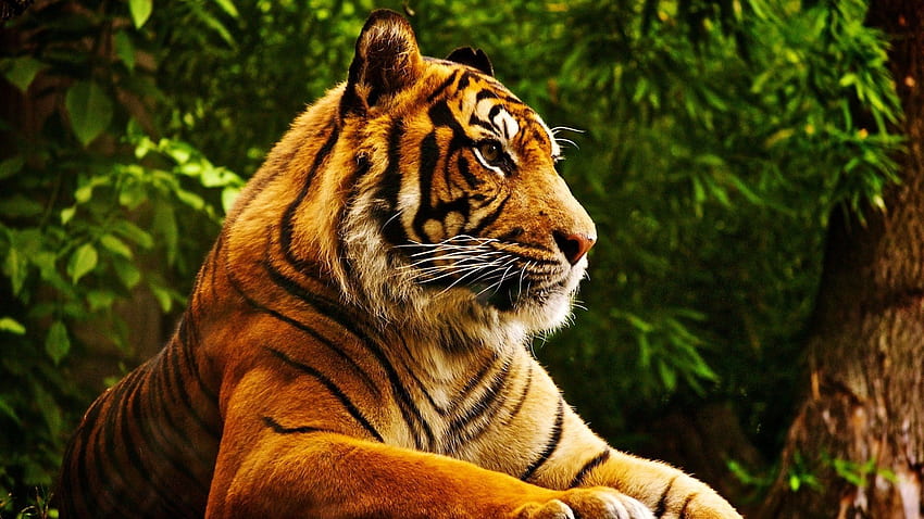 Ultra Tiger and Background, Aggressive Tiger HD wallpaper