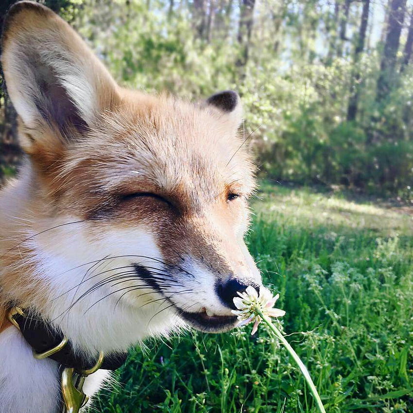 Juniper the Fox. Animal instagram, Pet fox, Cute animals HD phone wallpaper