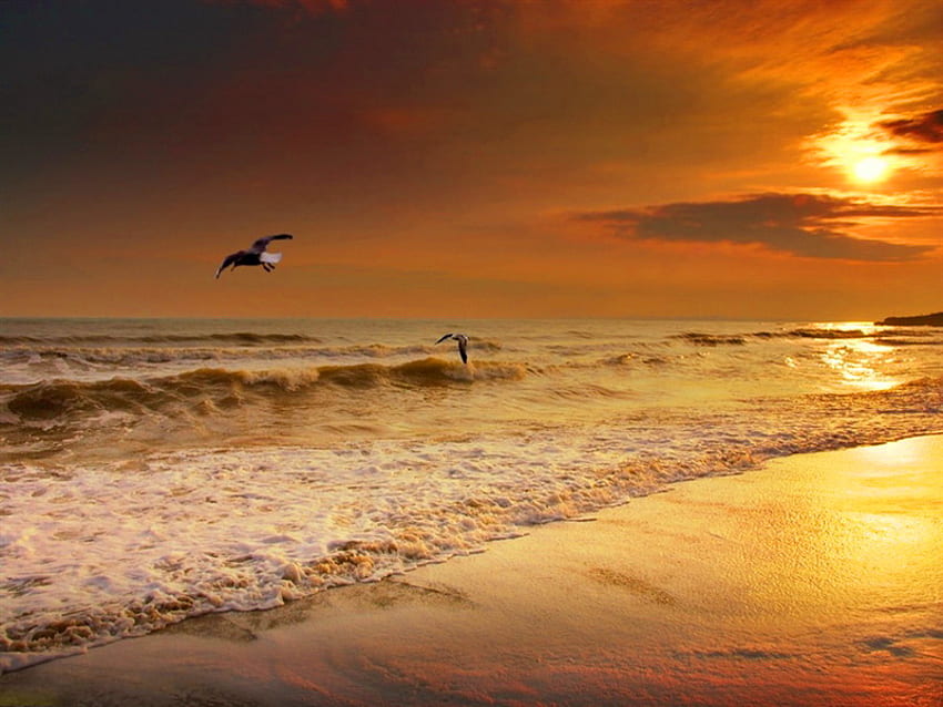 Sundown, sea, birds, sun, sunset, ocean, beach HD wallpaper