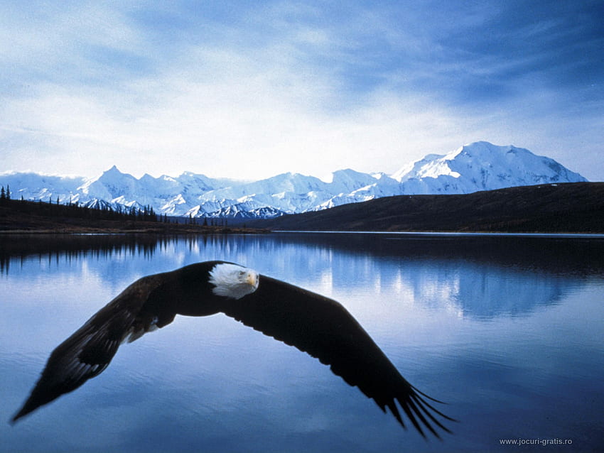 Eagle, flight, mountains, water HD wallpaper