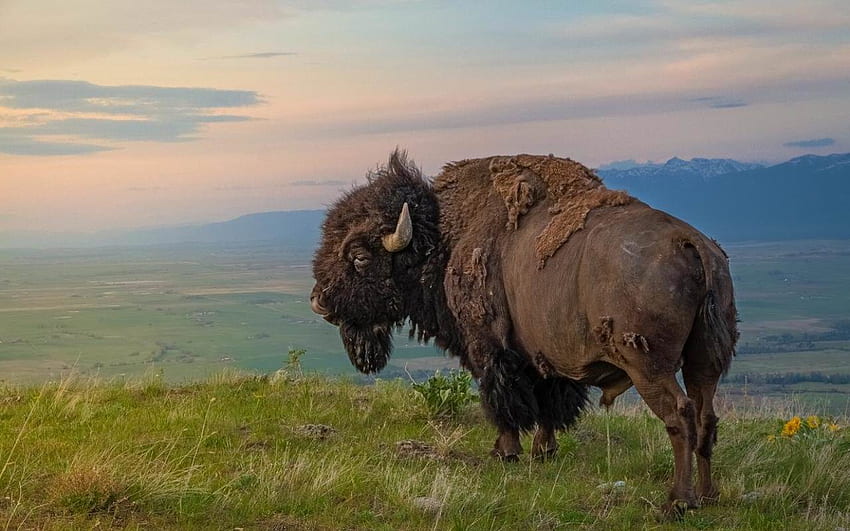 Bester Bison für hohe Auflösung, Native American Bison HD-Hintergrundbild