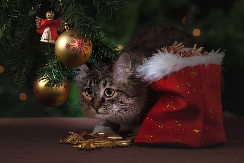 Christmas Kitten for Weir!, kitten, holidays, happy, christmas HD wallpaper