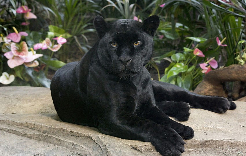 olha, jaguar, gato selvagem, bonito, pantera negra, bela pantera papel de parede HD