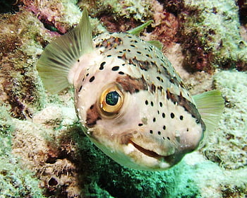 Free Pufferfish Photos and Vectors